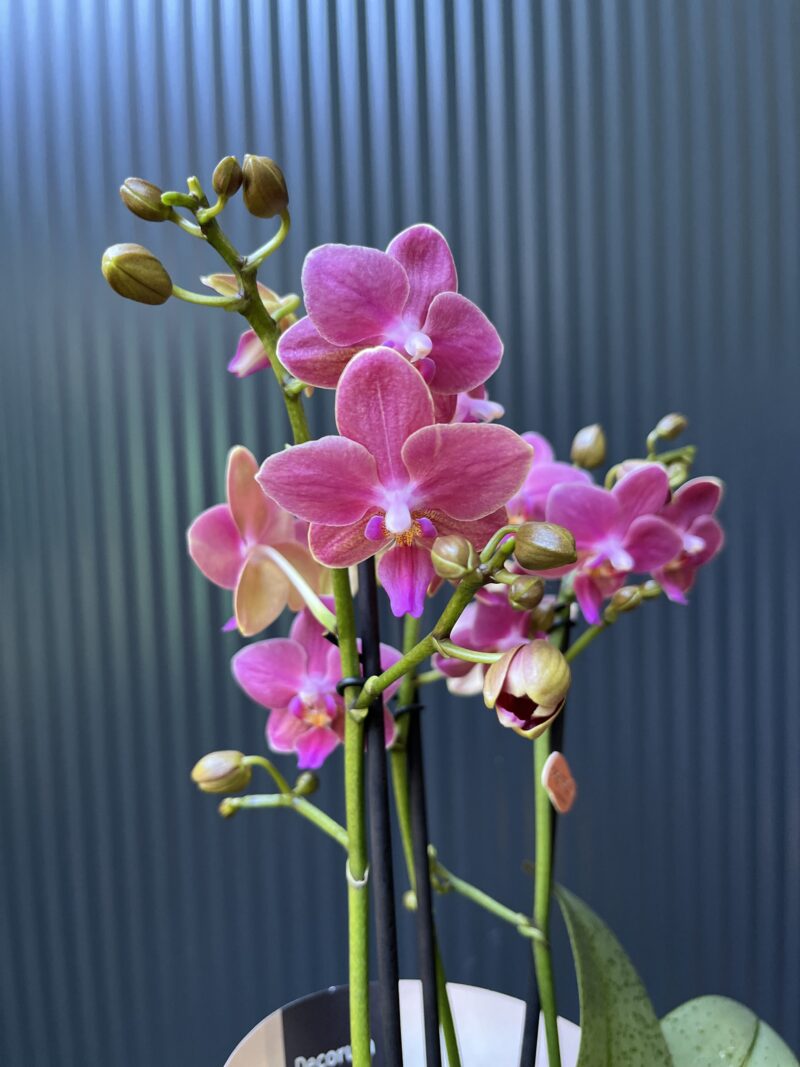 Phalaenopsis ‘Amorion’ – pachnący storczyk | Storczyk Phalaenopsis ‘Amorion’ – pachnący storczyk | Storczyk
