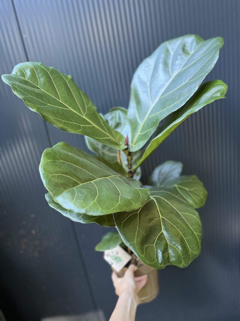 Ficus lyrata | Fikus Ficus lyrata | Fikus