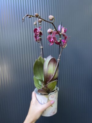 Phalaenopsis ‘Cartagena’ | Storczyk