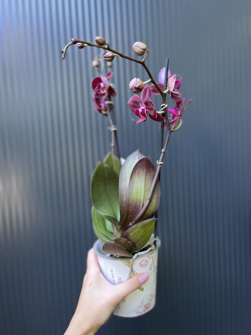 Phalaenopsis ‘Cartagena’ | Storczyk