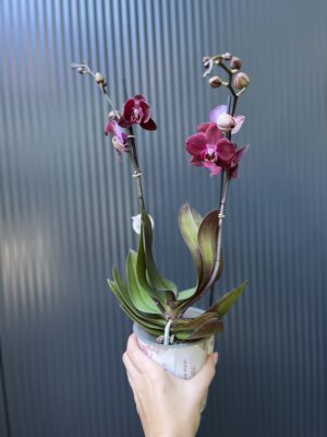 Phalaenopsis ‘Cartagena’ | Storczyk
