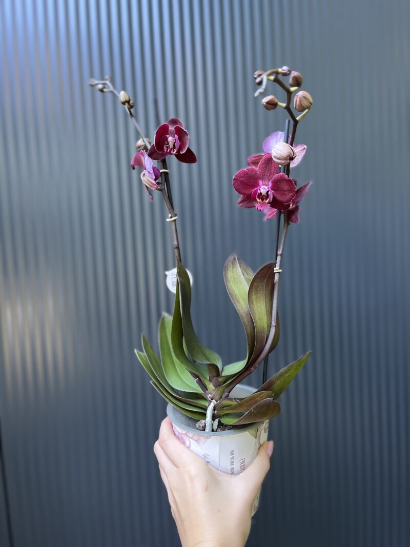 Phalaenopsis ‘Cartagena’ | Storczyk