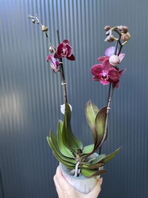 Phalaenopsis ‘Cartagena’ | Storczyk