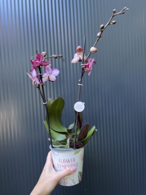 Phalaenopsis ‘Cartagena’ | Storczyk