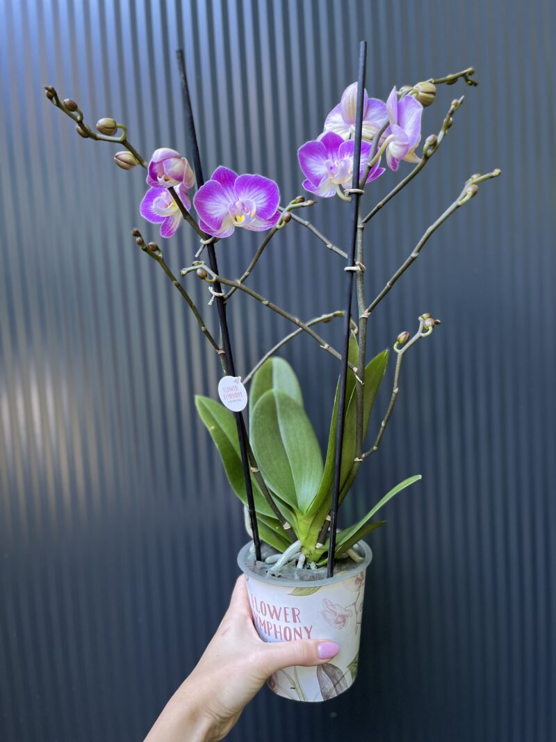 Phalaenopsis ‘Sunca Pula’ | Storczyk – przekwitający