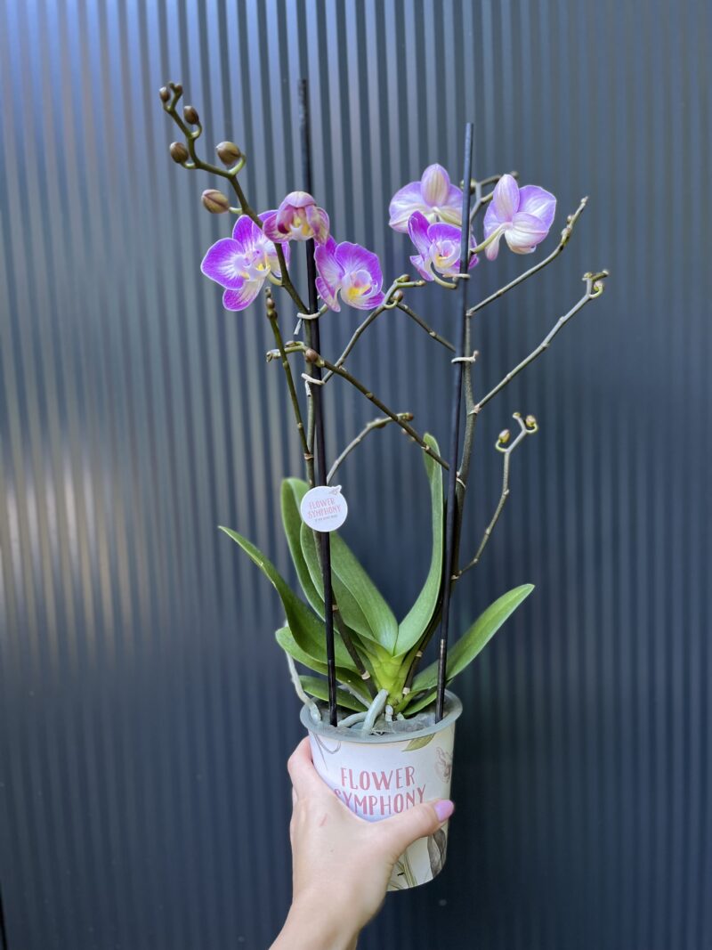 Phalaenopsis ‘Sunca Pula’ | Storczyk – przekwitający