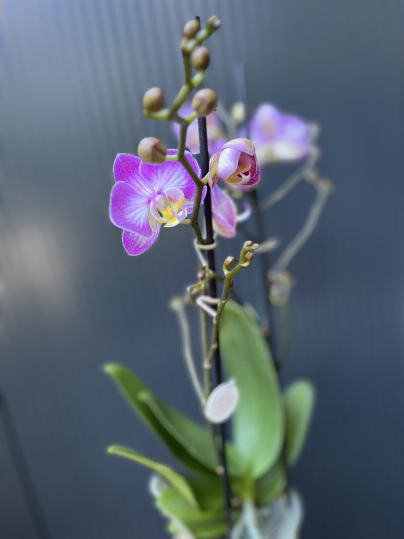 Phalaenopsis ‘Sunca Pula’ | Storczyk – przekwitający Phalaenopsis ‘Sunca Pula’ | Storczyk – przekwitający