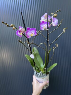 Phalaenopsis ‘Sunca Pula’ | Storczyk – przekwitający