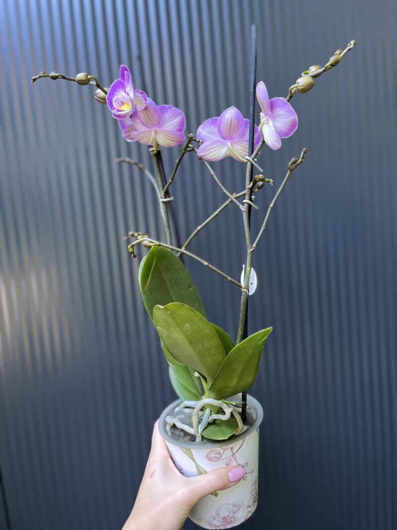 Phalaenopsis ‘Sunca Pula’ | Storczyk – przekwitający