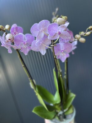 Phalaenopsis ‘Manta Penida’ | Storczyk