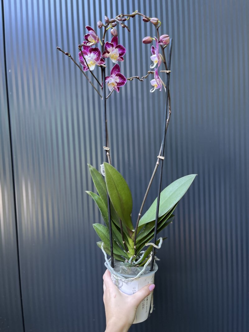 Phalaenopsis ‘Nicole Uniquole’ | Storczyk przkwitające