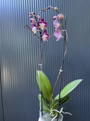 Phalaenopsis ‘Nicole Uniquole’ | Storczyk przkwitające