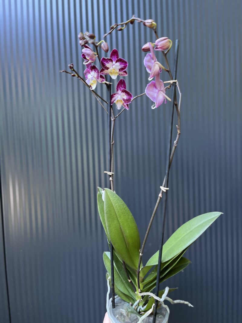 Phalaenopsis ‘Nicole Uniquole’ | Storczyk przkwitające