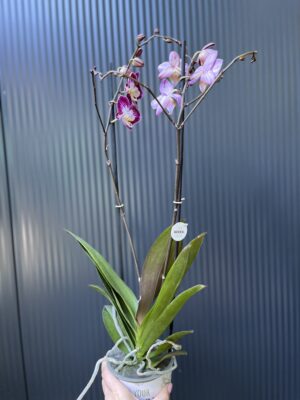 Phalaenopsis ‘Nicole Uniquole’ | Storczyk przkwitające