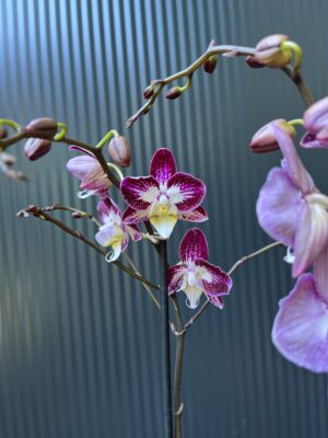 Phalaenopsis ‘Nicole Uniquole’ | Storczyk przkwitające