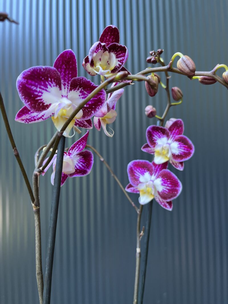 Phalaenopsis ‘Nicole Uniquole’ | Storczyk przkwitające