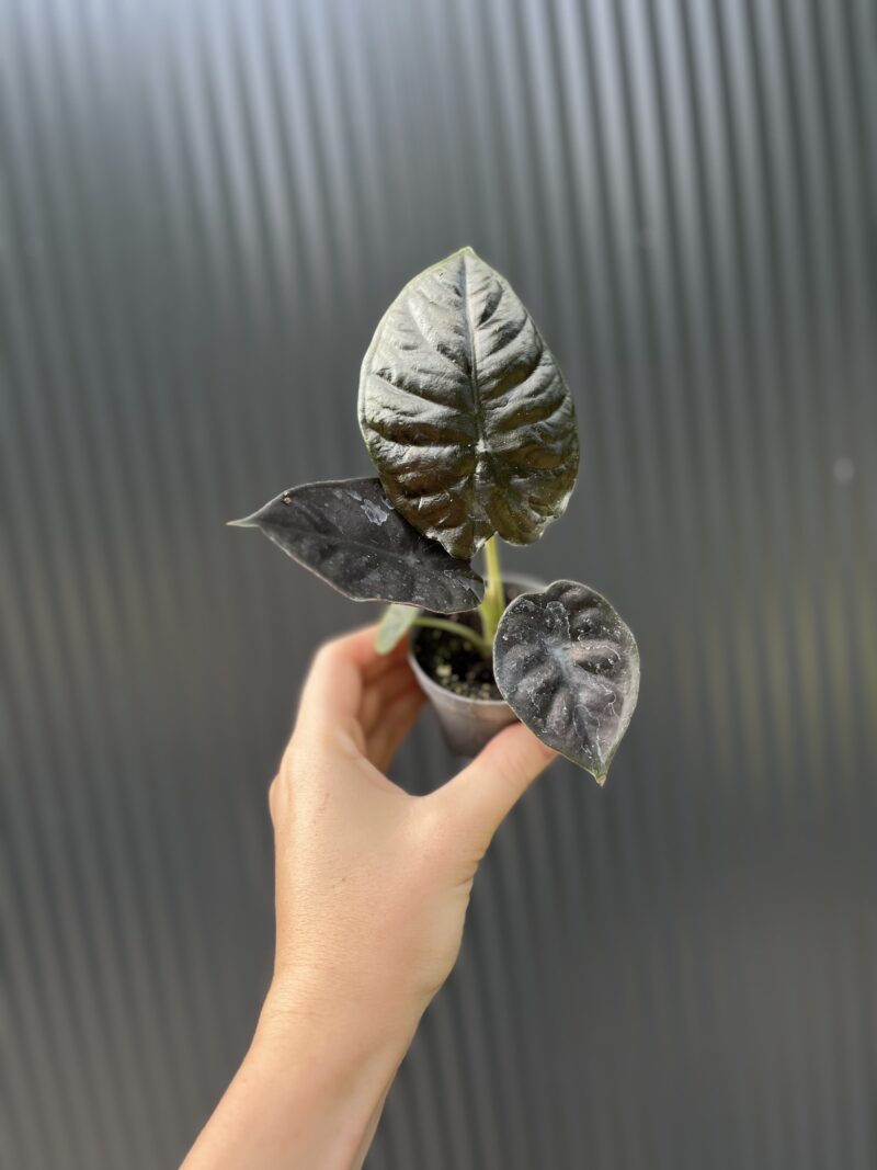 Alocasia ‘Infernalis Black Magic’ – maluszek Alocasia ‘Infernalis Black Magic’ – maluszek