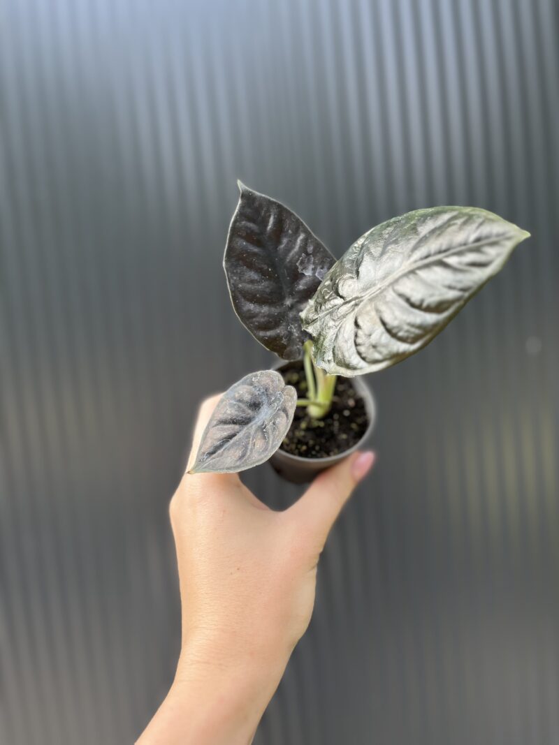 Alocasia ‘Infernalis Black Magic’ – maluszek