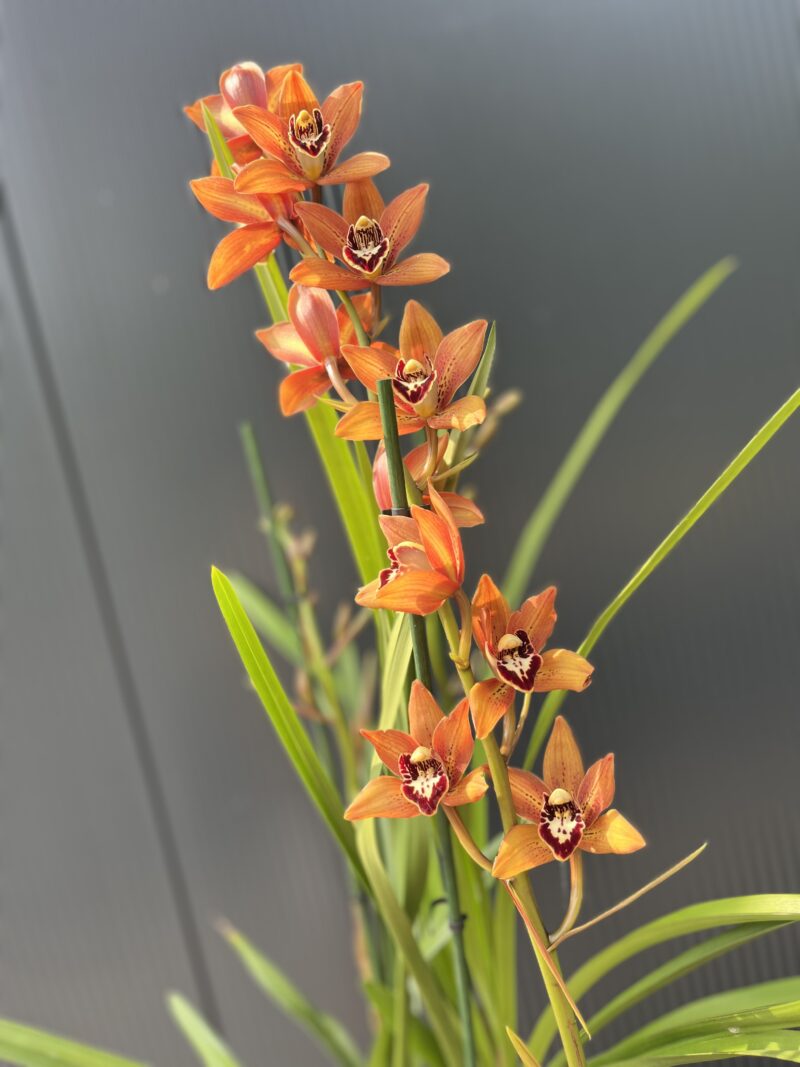 Cymbidium | Storczyk