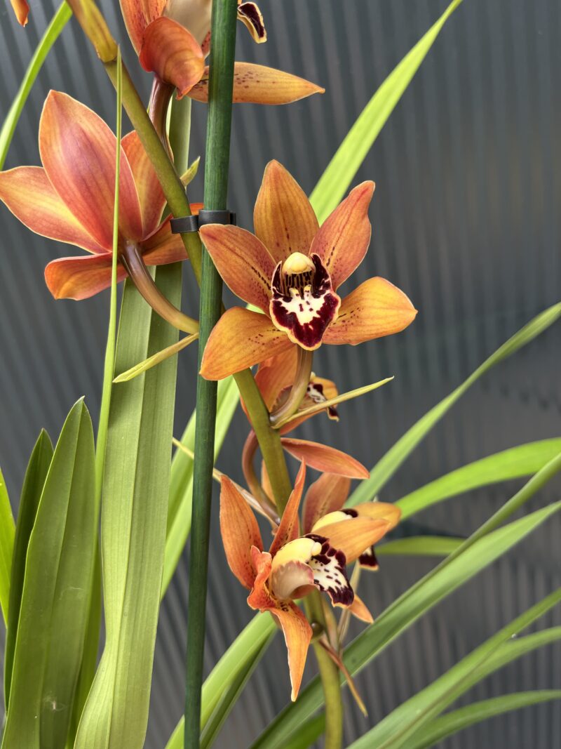 Cymbidium | Storczyk Cymbidium | Storczyk