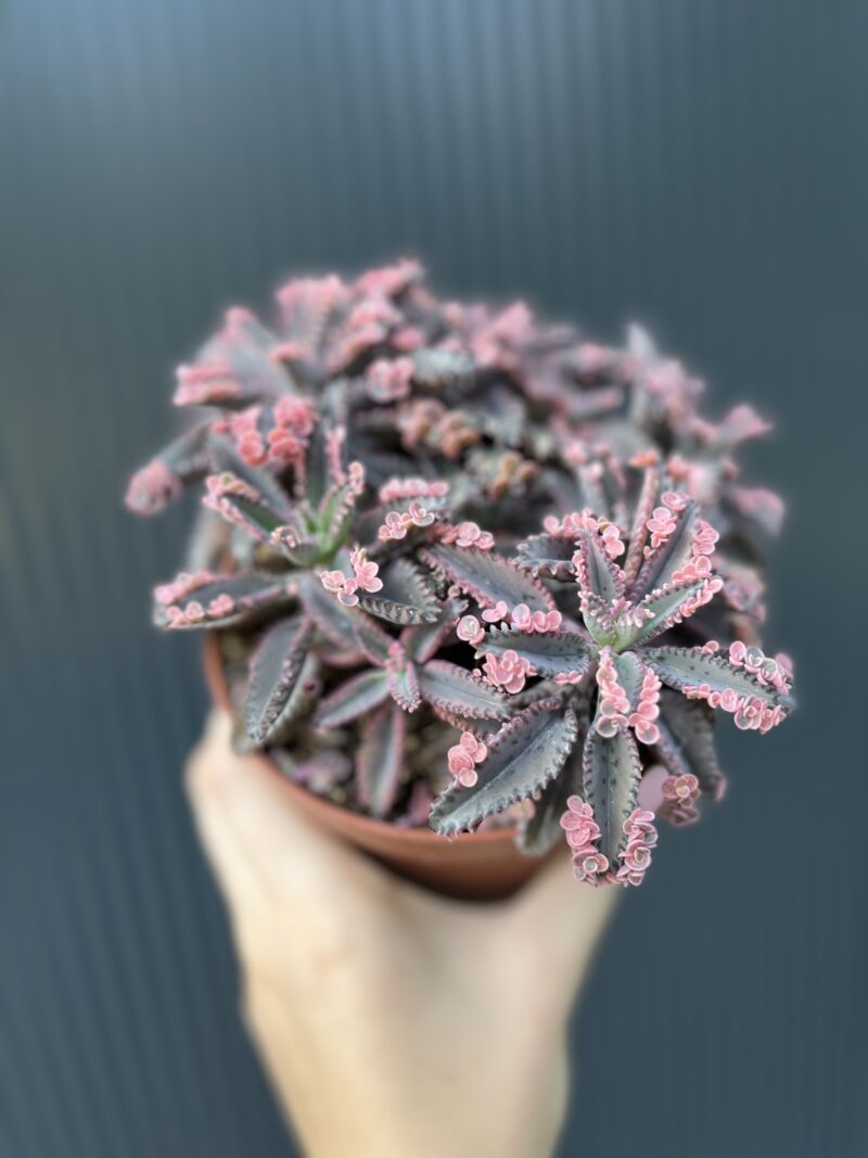 Kalanchoe Daigremont “Pink Butterfly” Kalanchoe Daigremont “Pink Butterfly”