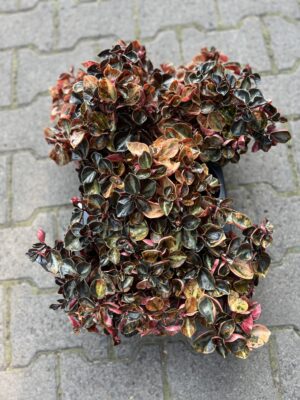 Peperomia ‘Creme Brulée’
