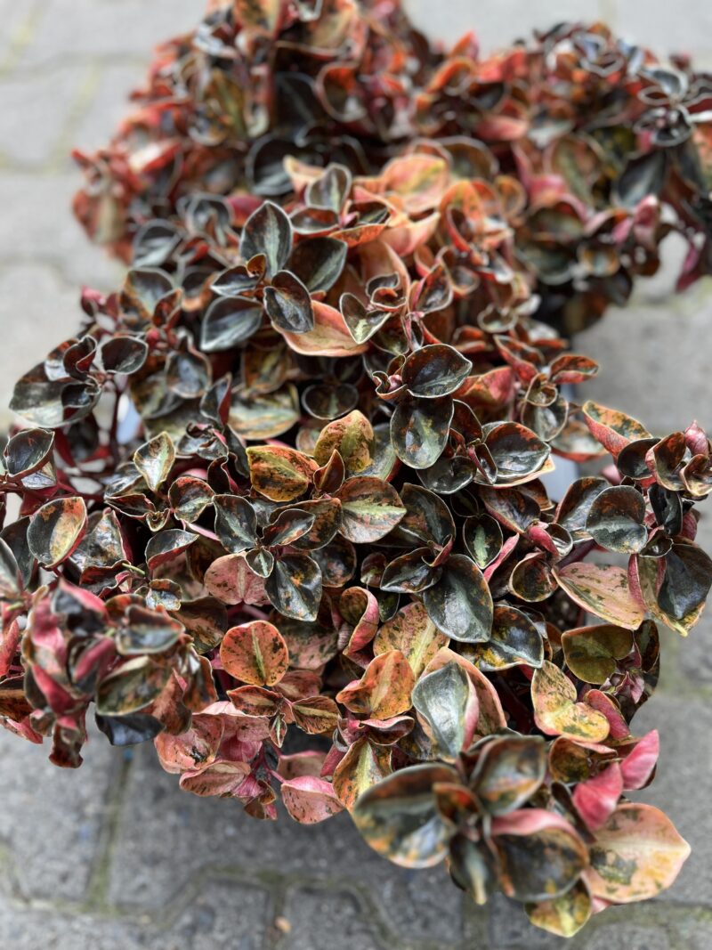 Peperomia ‘Creme Brulée’