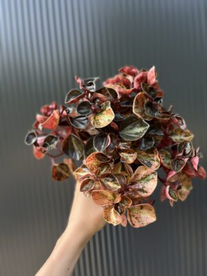 Peperomia ‘Creme Brulée’