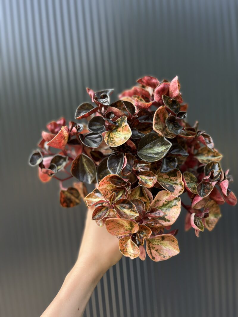 Peperomia ‘Creme Brulée’