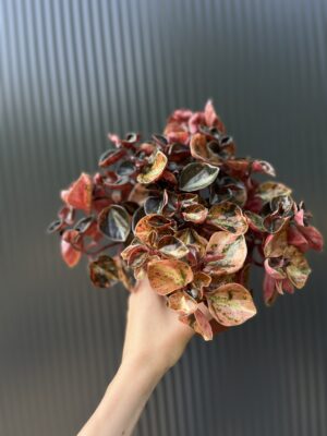 Peperomia ‘Creme Brulée’