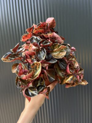 Peperomia ‘Creme Brulée’