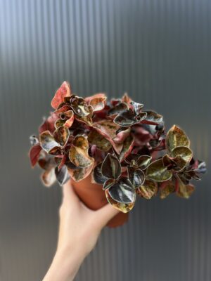Peperomia ‘Creme Brulée’