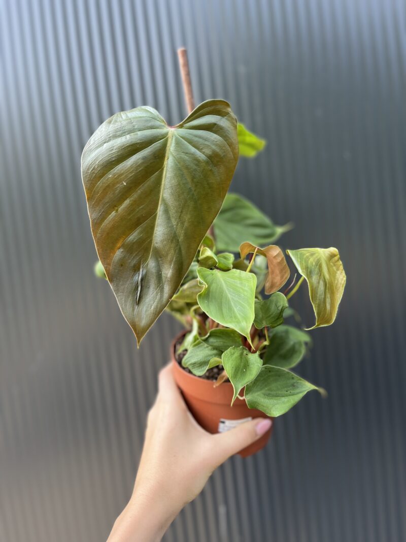 Philodendron lynamii