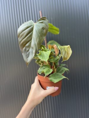 Philodendron lynamii
