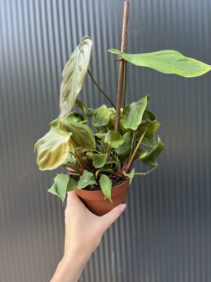 Philodendron lynamii