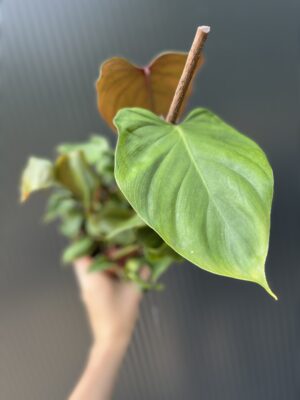 Philodendron lynamii