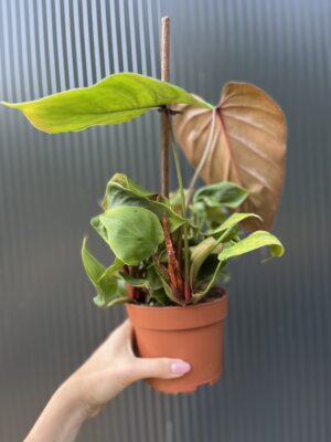 Philodendron lynamii