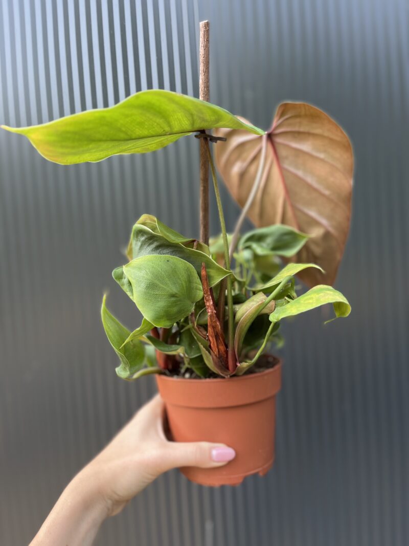 Philodendron lynamii