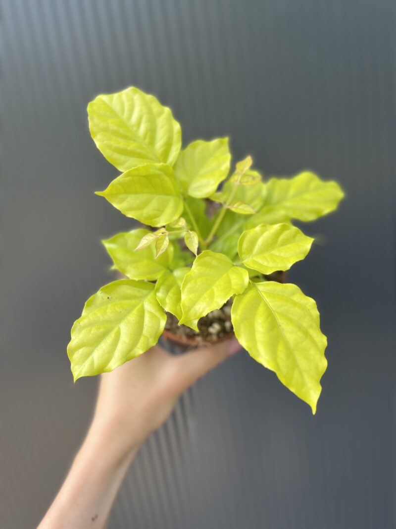 Radermachera ‘Gold Leaves’ Radermachera ‘Gold Leaves’