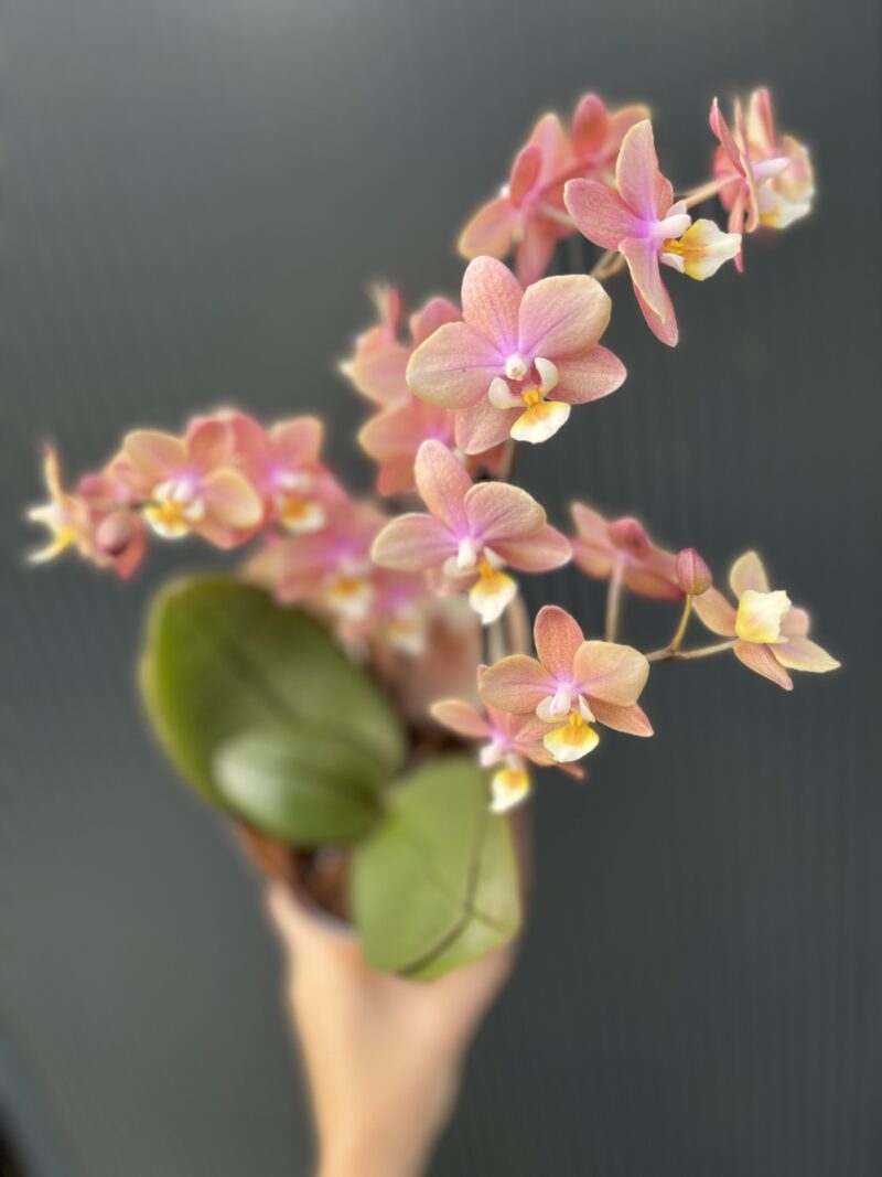 Phalaenopsis ‘Melion’ – storczyk pachnący | Storczyk Phalaenopsis ‘Melion’ – storczyk pachnący | Storczyk
