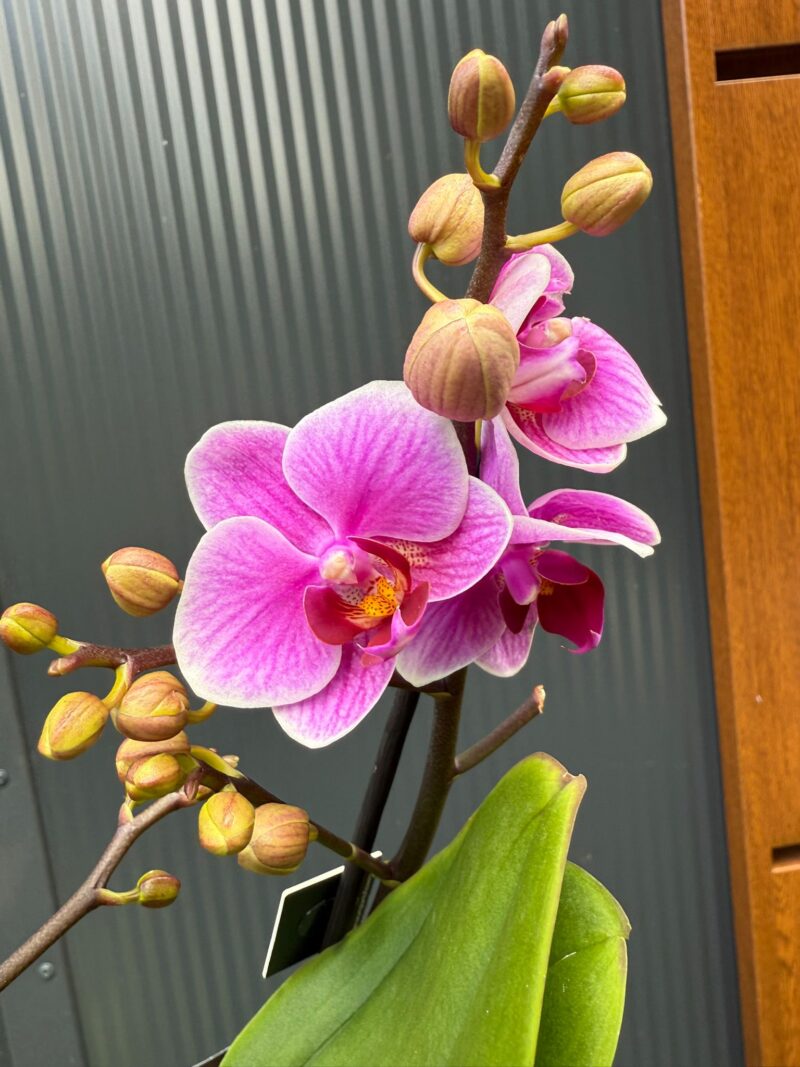 Phalaenopsis Multiflora Dazzling Diva | Storczyk Przekwitający Phalaenopsis Multiflora Dazzling Diva | Storczyk Przekwitający