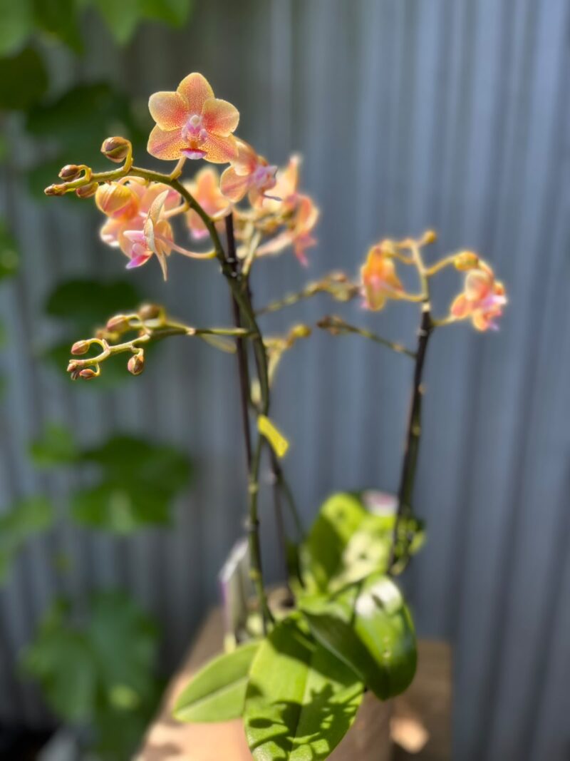 Phalaenopsis Multiflora ‘Aromio Spicy’ | storczyk pachnący