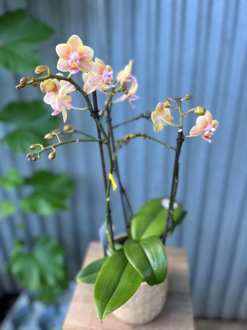 Phalaenopsis Multiflora ‘Aromio Spicy’ | storczyk pachnący