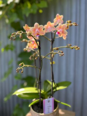 Phalaenopsis Multiflora ‘Aromio Spicy’ | storczyk pachnący