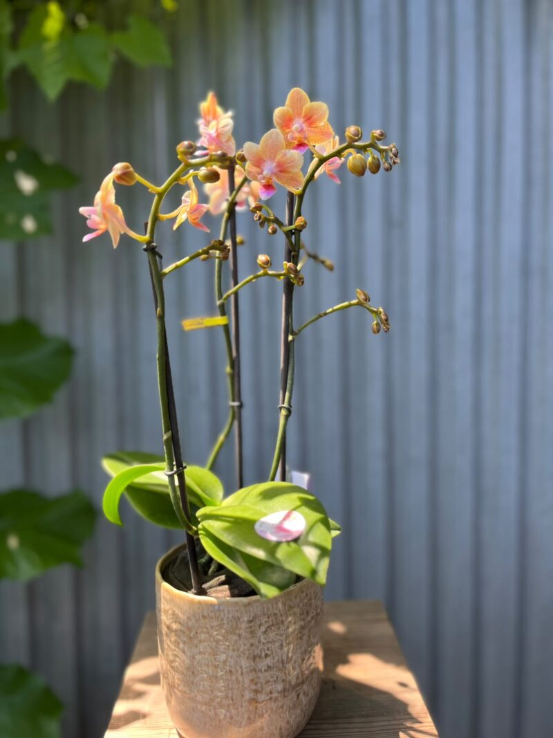 Phalaenopsis Multiflora ‘Aromio Spicy’ | storczyk pachnący