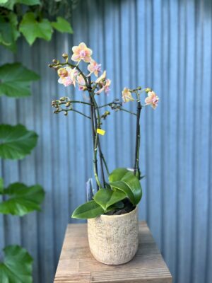 Phalaenopsis Multiflora ‘Aromio Spicy’ | storczyk pachnący