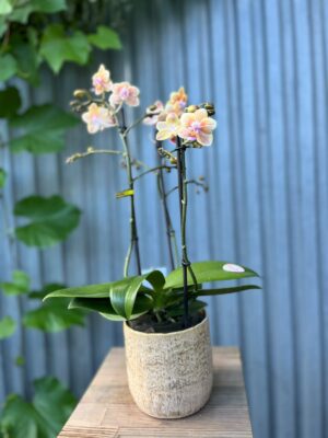 Phalaenopsis Multiflora ‘Aromio Spicy’ | storczyk pachnący