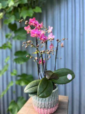 Phalaenopsis Aromio Floral | Storczyk Pachnący