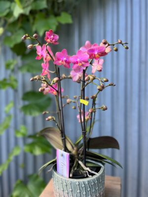 Phalaenopsis Aromio Floral | Storczyk Pachnący