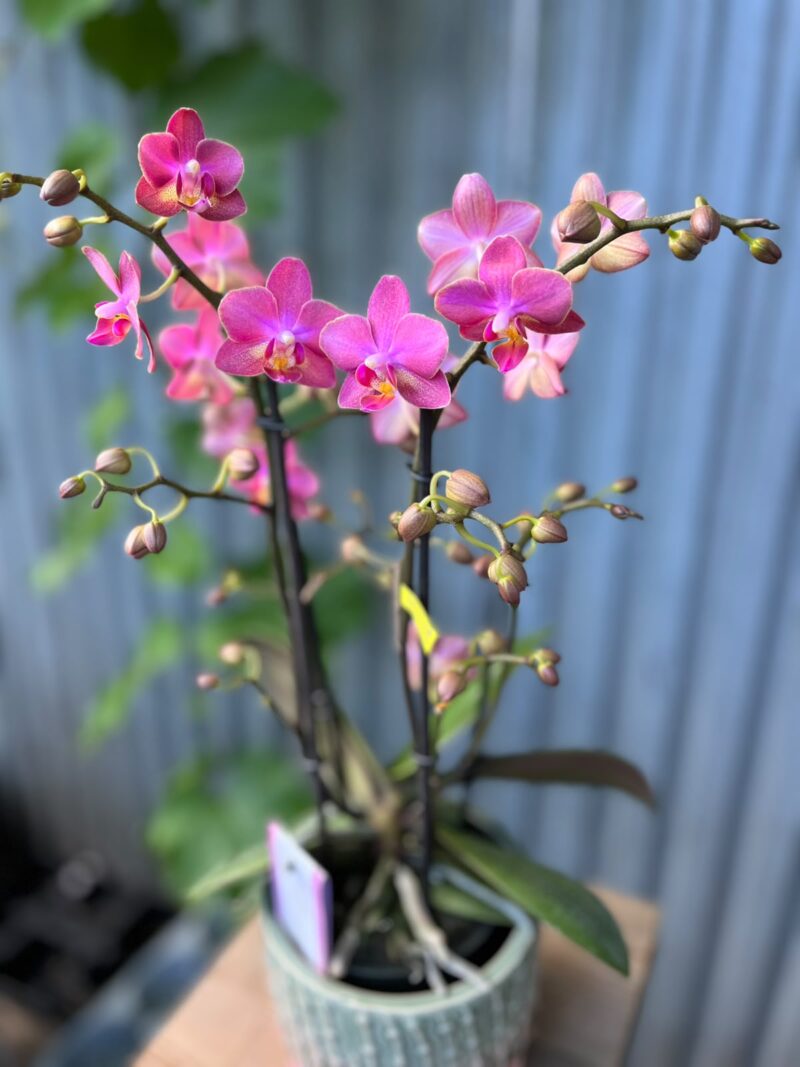 Phalaenopsis Aromio Floral | Storczyk Pachnący